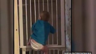 Un bebelus urca pe un gard de 2 metri inalti, iar parintii il filmeaza. Ce se intampla cand ajunge deasupra gardului