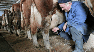 Veste buna de la Guvern pentru producatorii de lapte: Vor primi ajutoare financiare de 1,46 milioane de lei