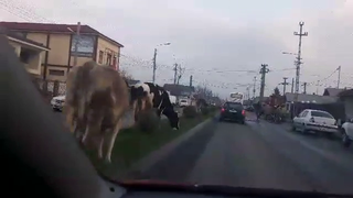 Calarasi. Vacile pasc nestingherite pe spatiul verde din mijlocul drumului