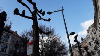 Cum sunt toaletati copacii din Bruxelles: "O adevarata cosmetizare, nu ca la noi"