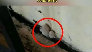Ciuperci si mucegai, intr-un liceu din Constanta. Directoarea a fost amendata