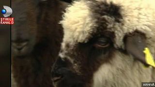 Atentie la miei pe care ii cumparati de Paste. Ciobanii vand animale fara certificate de sanatate si fara facturi
