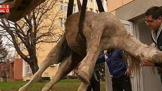 Muncit pana la epuizare si apoi abandonat la iesirea din oras! De un asemenea tratament plin de cruzime a avut parte un cal, dupa ce stapanul si-a dat seama ca nu mai poate trage la caruta.