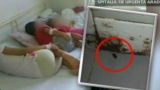 Gandaci la sectia de Pediatrie din Neamt. Reactia incredibila a directorului spitalului: "Gandacii nu sunt periculosi, ci doar neplacuti la vedere"