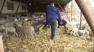 Un barbat din Vaslui ofera un adevarat exemplu. Are doar o mana si un picior, insa munceste cat e ziua de lunga