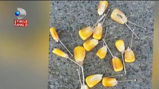 Zeci de porumbei din Arad au fost ucisi cu boabe de porumb care-aveau infipte in ele ace de gamalie