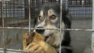 Trei milioane de lei pe an pentru adaposturile publice se evapora pe nesimtite. Caini bolnavi de jigodie, personal nepregatit si abuzuri pe banda rulanta. Ce s e intampla la Petrosani e ireal