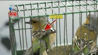 Pasari protejate prin lege, capturate de braconieri si vandute cu 10 lei bucata