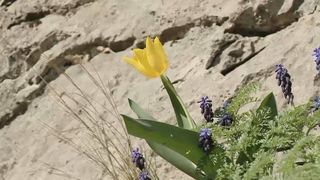 Amenda 7.000 de lei pentru ruperea unei lalele