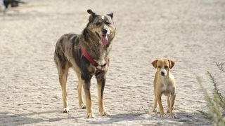 Hingherii din Targu Jiu maltrateaza cainii de pe strada. Maidanezii sunt chinuiti pana cand nu se mai pot misca