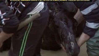 Misiune contracronometru pentru pompierii dintr-o localitate din Vrancea. Au fost chemati să salveze un manz din albia unui parau.