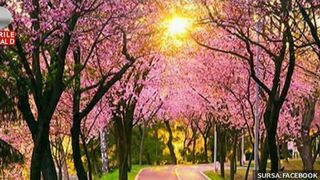 Nu trebuie sa calatoriti pana in Japonia ca sa admirati cel mai frumos tunel de flori din lume. Ne mandrim cu unul spectaculos, chiar la noi in tara.