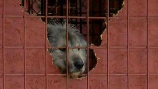 Milioane de lei din bani publici, cheltuite in zadar. Animalute care isi dau duhul si sunt batjocorite. Adevarata fata a sistemului este monstruoasa