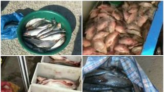 In goana dupa profit, negustorii nu mai tin cont de nimic si vand peste stricat chiar inainte de Florii