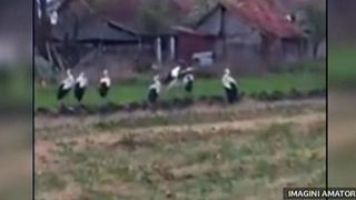 12 berze, intr-o gradina din Timisoara
