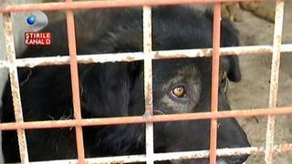 Au finantari de milioane de lei, insa ce se intampla in adaposturile pentru caini este cumplit!