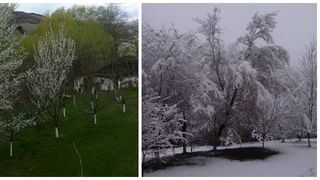 Asa arata corcodusul inflorit dupa ce a nins toata noaptea! In Apuseni, zapada cade ca-n povesti peste pomii infloriti!