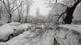Zapada face ravagii in Focsani! 11 masini au fost avariate dupa ce copacii au cazut peste ele