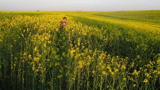 Un copilas de trei ani din Romania a murit in fata parintilor care isi faceau un selfie in lanul de rapita