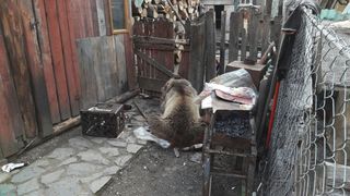 Fetita de 12 ani din Mures, atacata de un urs in curtea unei case