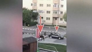 Un cal e pe cale sa dea afara un sef de politie locala! Cum s-a ajuns la o astfel de situatie tocmai intr-un oras ca Constanta - Uluitor