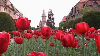 Festivalul Florilor in Timisoara. Centrul orasului s-a transformat intr-o campie uriasa de flori