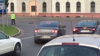 Un politist din Oradea a oprit traficul pentru o "coloana oficiala" formata dintr-o rata si bobocii ei
