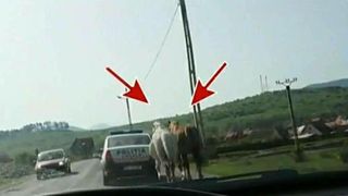 Povestea din spatele fotografiei care a amuzat internetul. Motivul pentru care politistii locali din Brasov au arestat doi cai