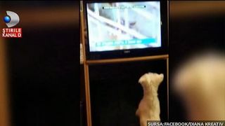 Am gasit cel mai fidel telespectator ai rubricii Salvam Suflete. Ciufi face senzatie pe Facebook, uitandu-se la Kanal D