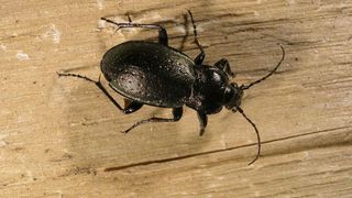 Situatie halucinanta in Teleorman. Un politist risca sa fie dat afara pentru ca a filmat un gandac fara sa ceara voie sefilor