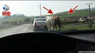 Politisti brasoveni, in goana dupa doi cai infractori. Animalele au pascut ilegal si s-au ales cu un dosar