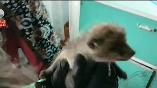 Doi puiuti de vulpe orfani isi cauta o casa. Povestea lor e extrem de trista