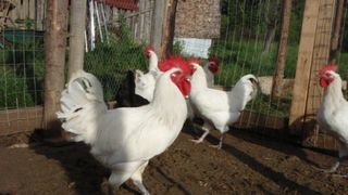 Ati auzit de claponi? Carnea unei astfel de pasari se vinde cu bani multi, iar afacerea asta o poate face oricine - Despre ce e vorba, aflati acum