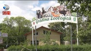 Pe ce mai cheltuie alesii nostri banii. La Galati s-au cumparat custi pentru maimute cu peste 500.000 de euro - Scopul lor? Niciunul! Lucrarea nu a fost finalizata, dar banii au disparut