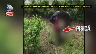 Atentie, imagini socante! Scene de groaza in Capitala. Ce a putut sa faca o femeie cu cadavrul unei pisici intrece orice imaginatie posibila!