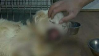 Povestea lui Trenulet, un biet catelus salvat in ultima clipa dupa ce a fost strivit de rotile unui tren