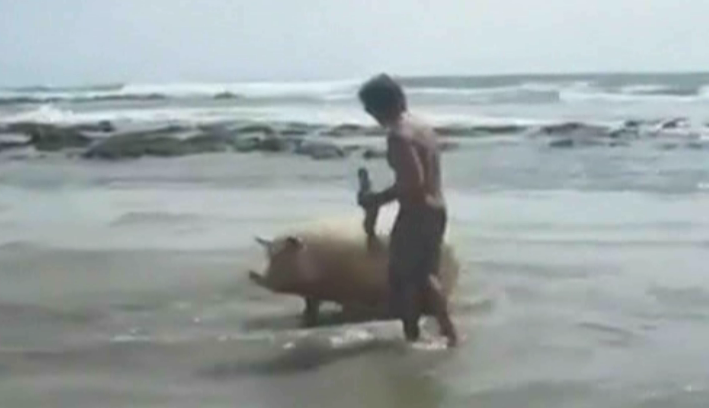 Imaginile care fac senzatie pe internet! Un porc a fost tarat in valurile marii de catre stapan