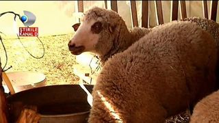 O creatura misterioasa ii terorizeaza pe locuitorii unui sat din Galati. "Mi-a mancat cainele din batatura. Suntem speriati de uratenia asta"