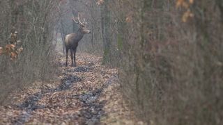 Baiatul cel mare al lui Trump plateste mii de euro ca sa vaneze cerbi in Romania! Donald jr se afla in aceste zile in judetul Giurgiu, unde beneficiaza de un tratament exclusivist