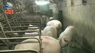 Scandal monstru intr-un sat din Maramures dupa ce un localnic si-a facut crescatorie de porci. "In case e ca in cocina. Doar cu basmaua la gura poti sa stai"