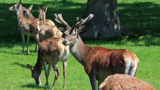Barbat amendat pentru ca tinea captive cinci caprioare in curtea casei. Animalele au fost confiscate