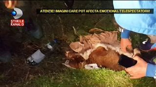 Vom avea vreodata ambulanta pentru animale? Sute de cazuri grave semnalate in fiecare zi. Animalutele au nevoie de ajutor urgent