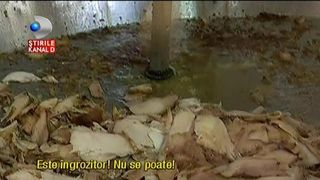 Exasperati de mirosul de shaorma. Sute de braileni nu mai pot sta in case, din cauza unui restaurant fast-food