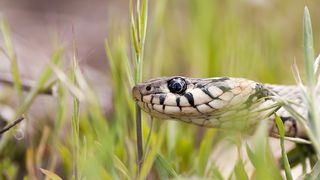Elev de 10 ani din Timis, muscat de sarpe in curtea scolii