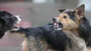 Cuplu de batrani, devorat de cei sapte caini din gospodarie. Vecinii nu ii mai vazusera de luni bune