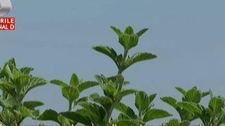 Ei sunt cei care freaca menta la propriu. Taranii din Giurgiu s-au specializat in cultivarea plantelor parfumate