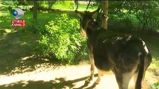 Aparitie naucitoare dis-de-dimineata in inima Bucurestiului. Un magar  alerga liber pe bulevardul Kiseleff