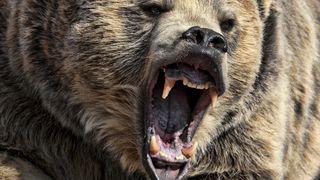 Doi barbati din Buzau, la spital dupa ce au fost atacati de o ursoaica si de puii acesteia