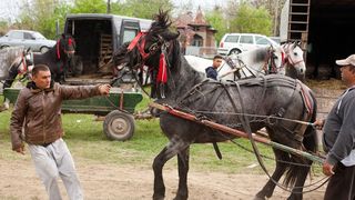 Scene de o cruzime fara margini la Tarlungeni - Caii scosi la vanzare sunt batuti si loviti cu biciul in ultimul hal - Imagini dureroase