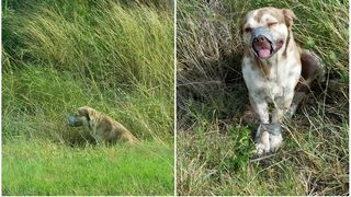 I-au lipit botul si labele cu banda adeziva si l-au lasat sa moara pe marginea drumului. Din fericire, a fost gasit la timp de doi instalatori